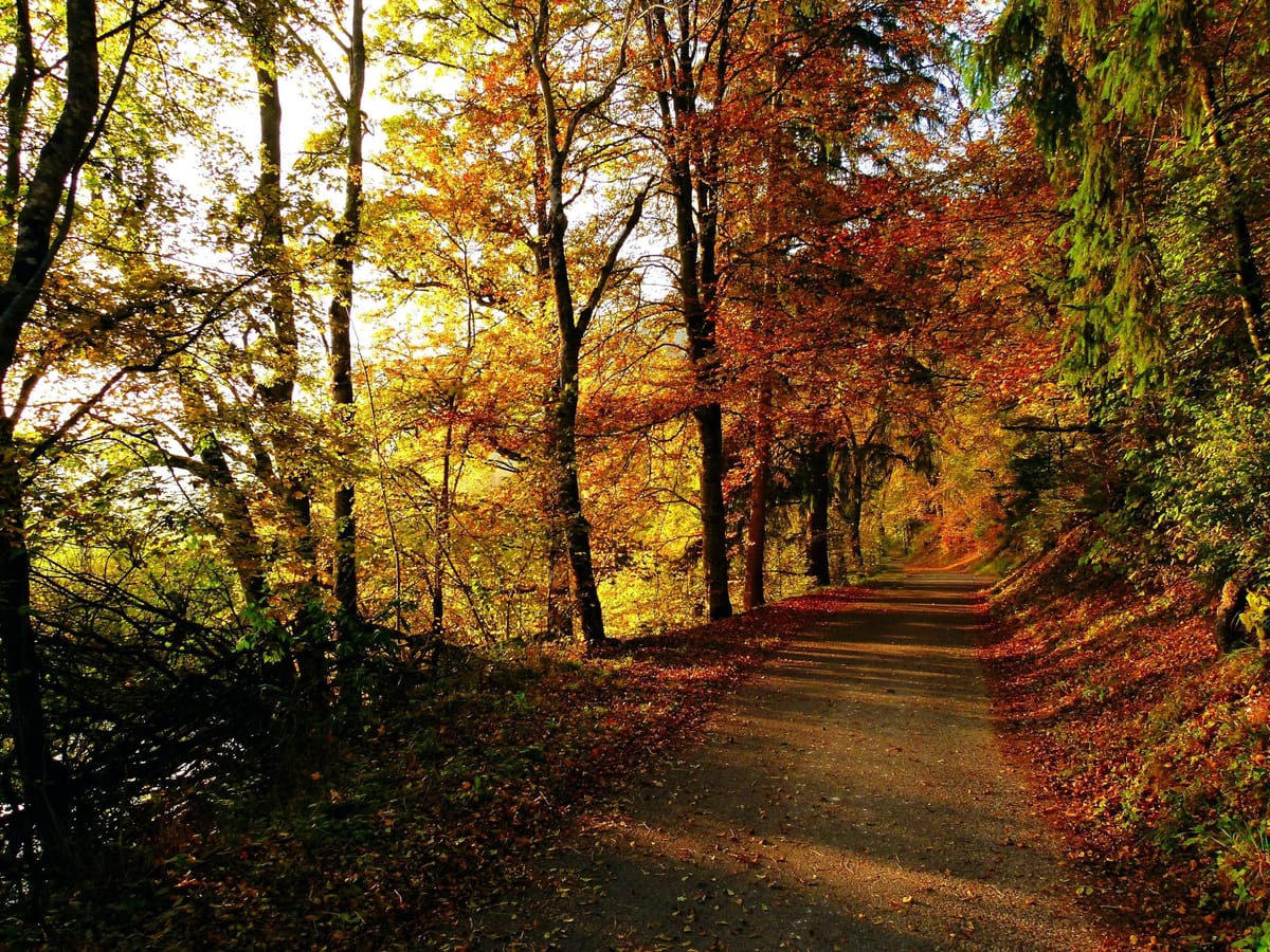 Un chemin forestier s’enfonce sous des arbres aux feuillages jaunes, orangés et rouges, éclairés par un soleil bas d’automne ; le sol est couvert de feuilles mortes.
