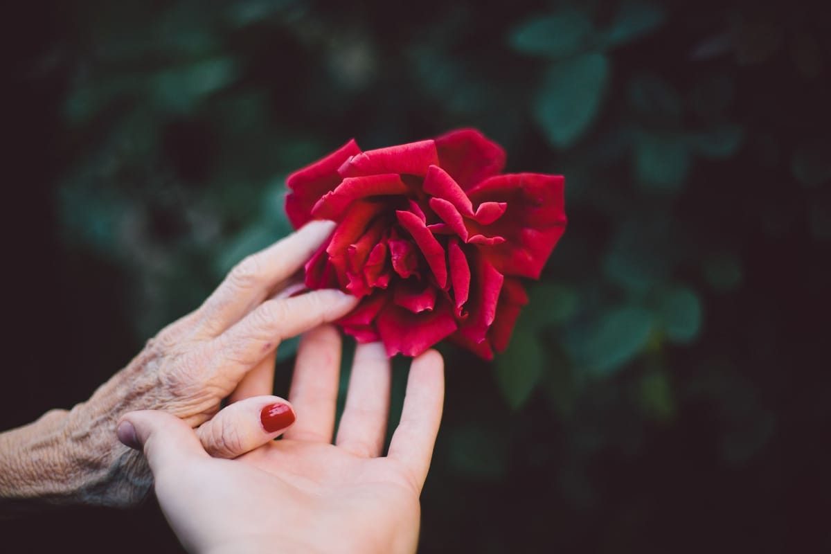 Une main âgée et une main jeune, aux ongles vernis de rouge, effleurent ensemble une rose rouge épanouie sur un fond de feuillage sombre.