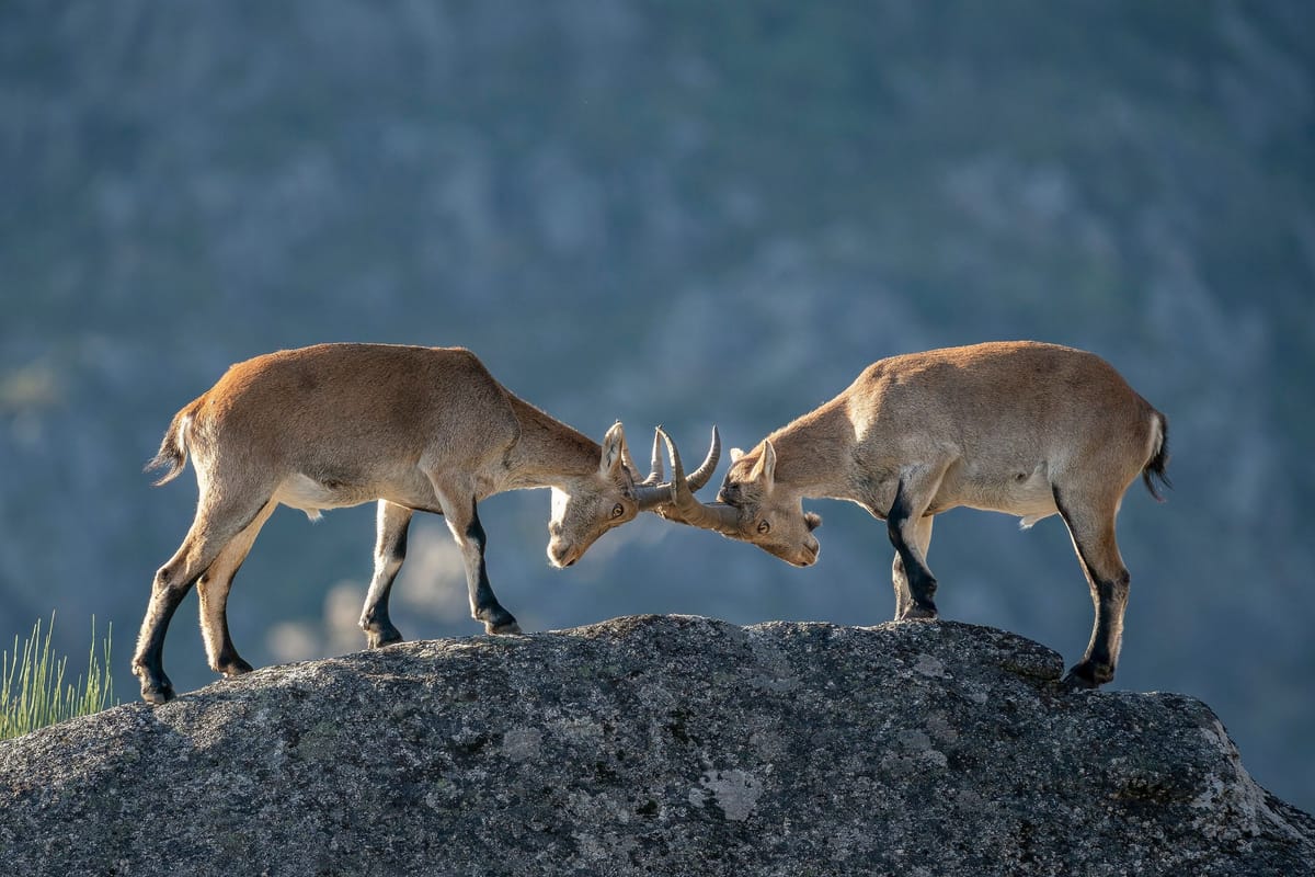 Deux jeunes bouquetins, cornes contre cornes, se font face au sommet d’un rocher de granit, sur un fond de montagne bleutée et floue.